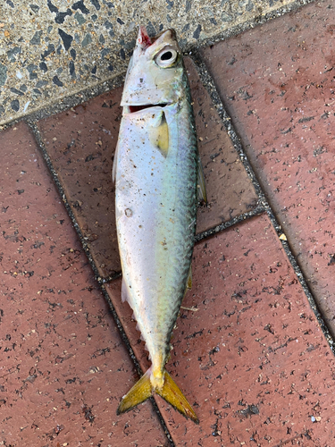 サバの釣果