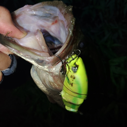 ブラックバスの釣果