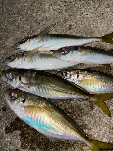 アジの釣果