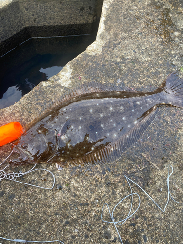 ヒラメの釣果