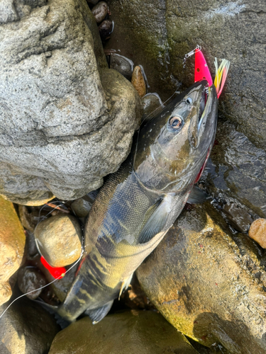 サケの釣果