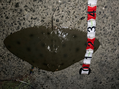 ツバクロエイの釣果