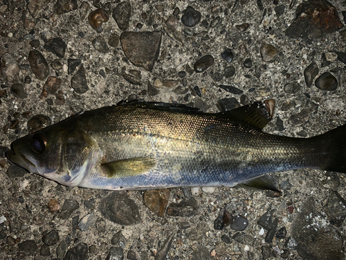 セイゴ（マルスズキ）の釣果