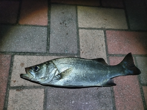 セイゴ（ヒラスズキ）の釣果