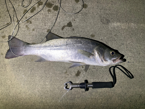 スズキの釣果