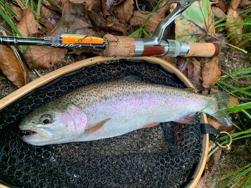 ニジマスの釣果