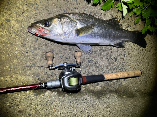 フッコ（マルスズキ）の釣果