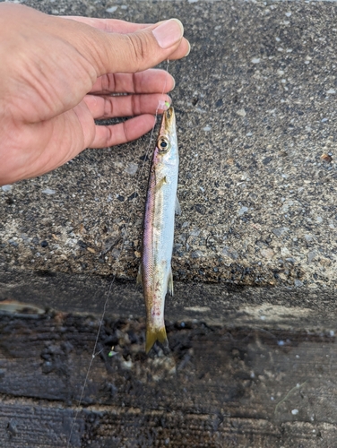検見川浜突堤で釣れたシログチの釣り・釣果情報 - アングラーズ