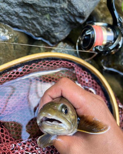 ニジマスの釣果