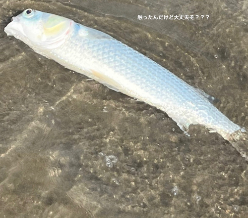 ボラの釣果