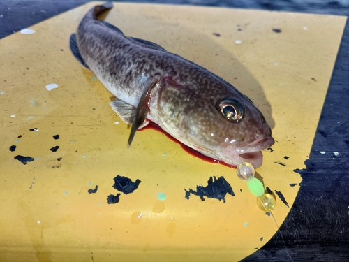 ハゼの釣果