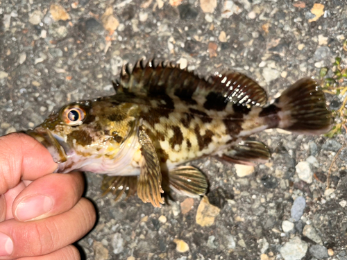 ガシラの釣果