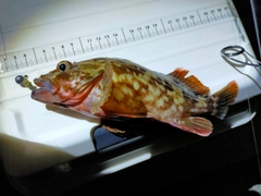 カサゴの釣果