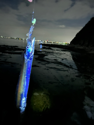 タチウオの釣果