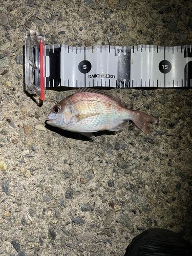 チャリコの釣果