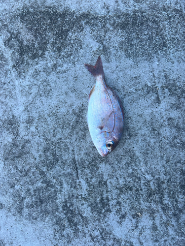 チャリコの釣果