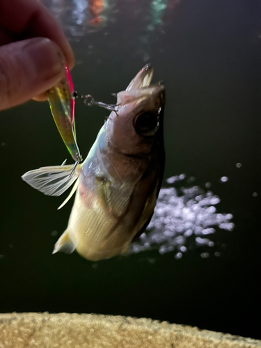 スズキの釣果