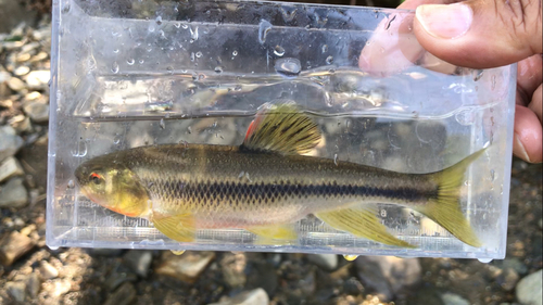 カワムツの釣果