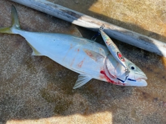 ツバスの釣果