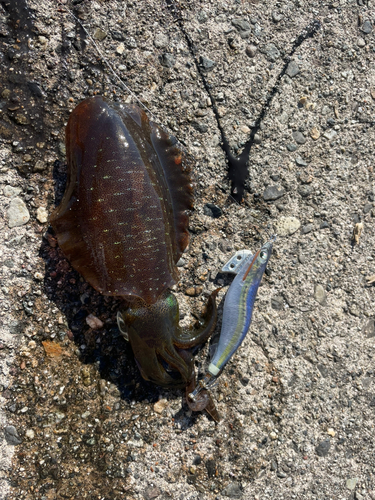 アオリイカの釣果