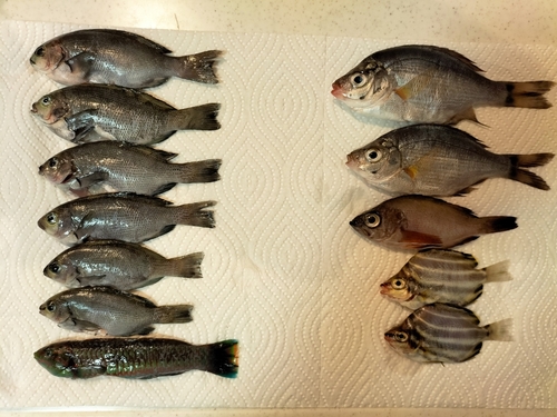 メジナの釣果