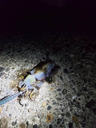 アオリイカの釣果