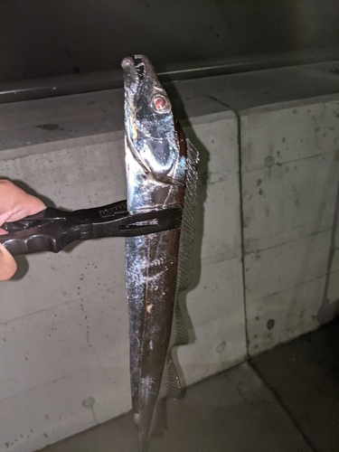 タチウオの釣果