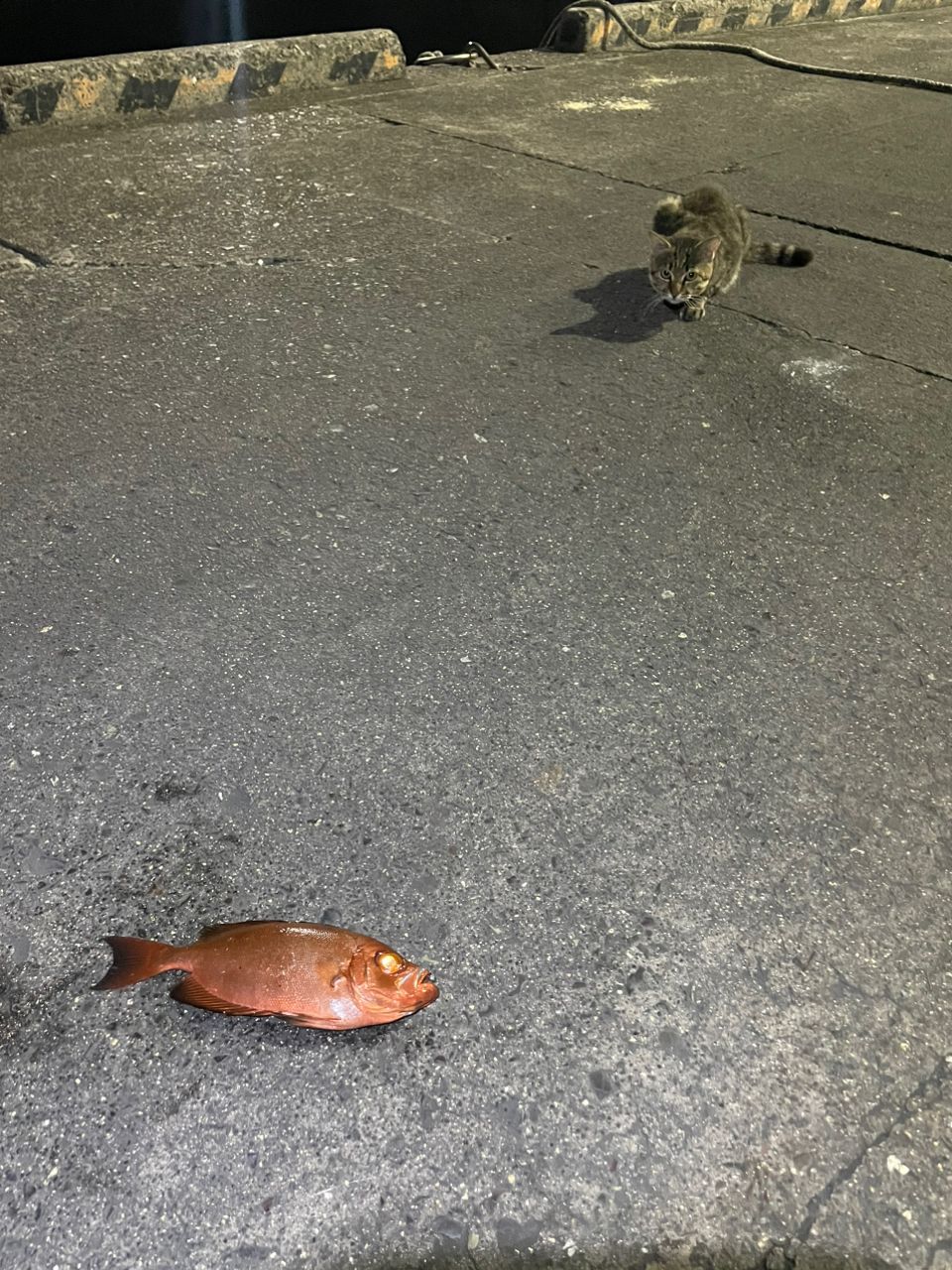 キントキダイ
