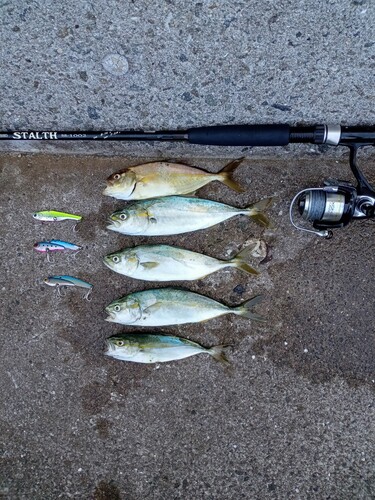 ツバスの釣果