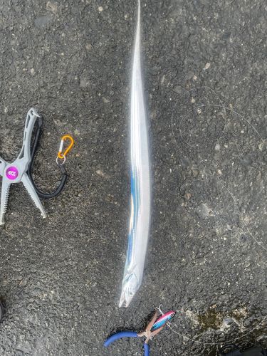 タチウオの釣果