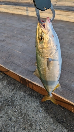 ワカシの釣果