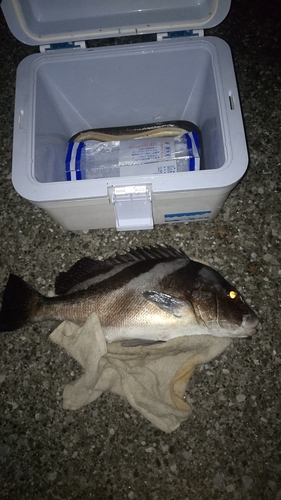 コショウダイの釣果