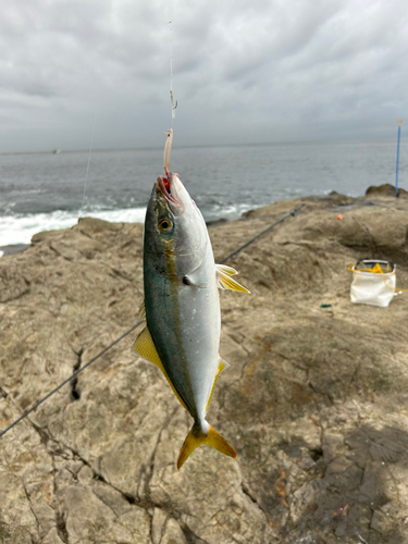 イナダの釣果