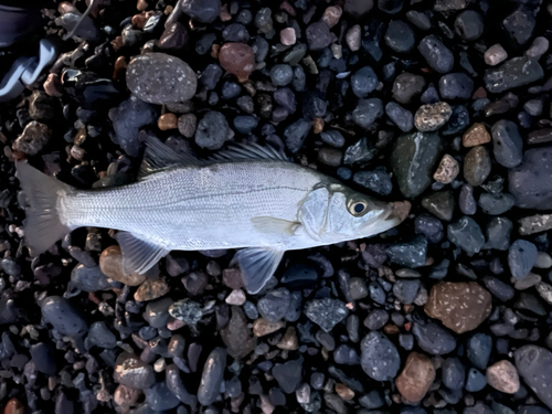 セイゴ（マルスズキ）の釣果