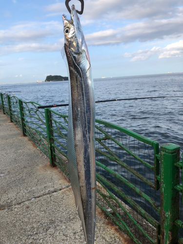 タチウオの釣果