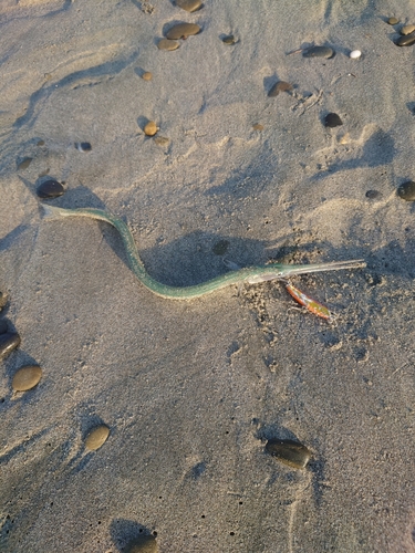 ダツの釣果