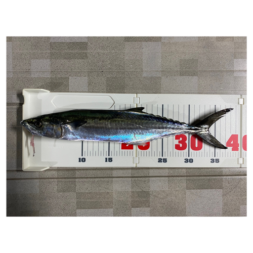 サゴシの釣果