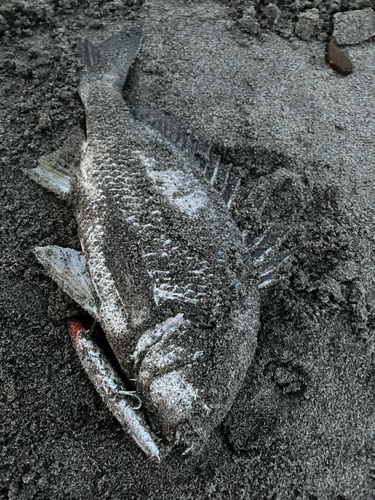 キチヌの釣果