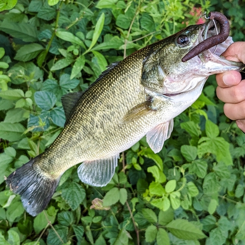 ラージマウスバスの釣果