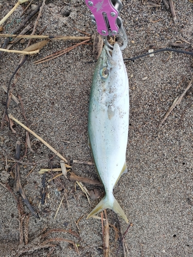 ワカシの釣果