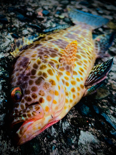 オオモンハタの釣果