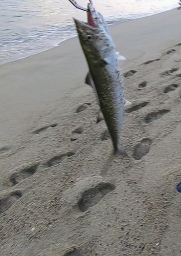 サゴシの釣果