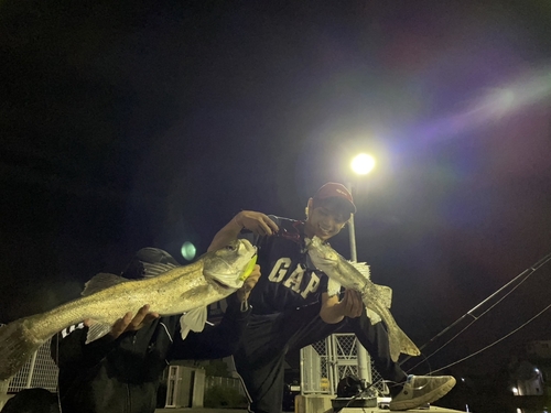 シーバスの釣果