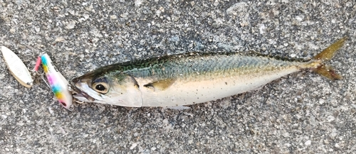 サバの釣果