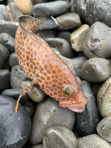 オオモンハタの釣果