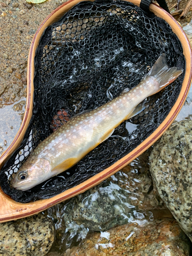 イワナの釣果