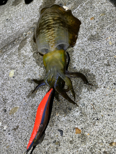 アオリイカの釣果