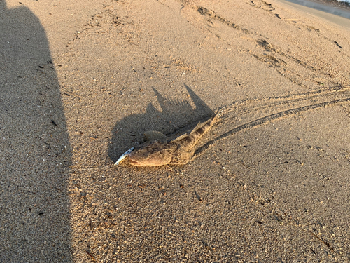 マゴチの釣果