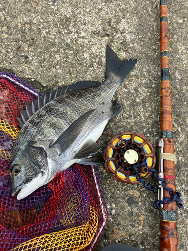 クロダイの釣果