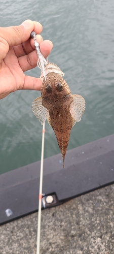 ワニゴチの釣果